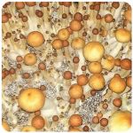 Псилоцибиновые (галлюциногенные)  грибы Psilocybin "Golden Teacher" в Мурино