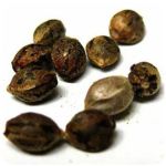 Семена марихуаны АК-47  (Seeds AK-47) в Мурино